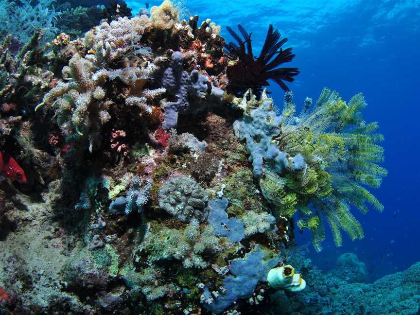 Two Towers Dive Site, Cairns City, QLD