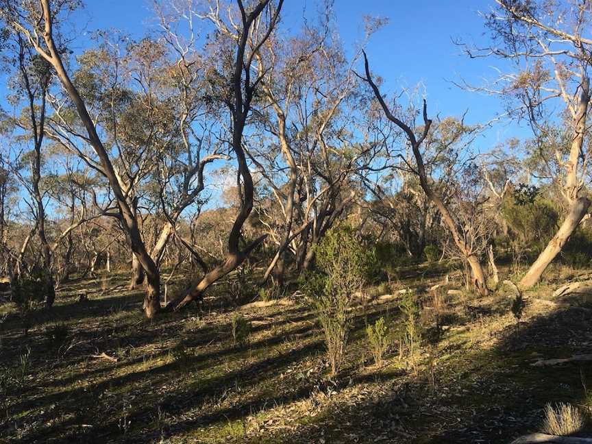 Pangerang Lookout Walk, Killawarra, VIC