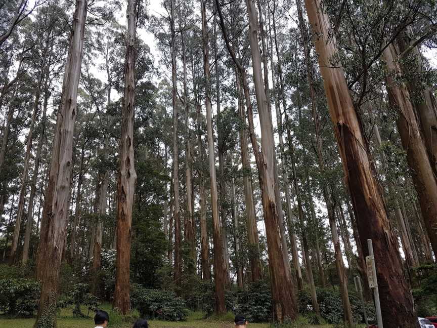 Mount Dandenong Arboretum, Mount Dandenong, VIC