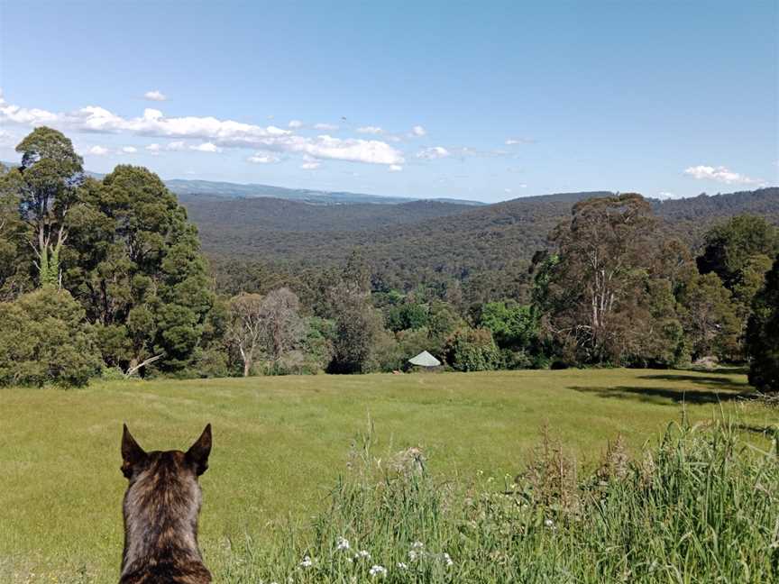 Mount Dandenong Arboretum, Mount Dandenong, VIC