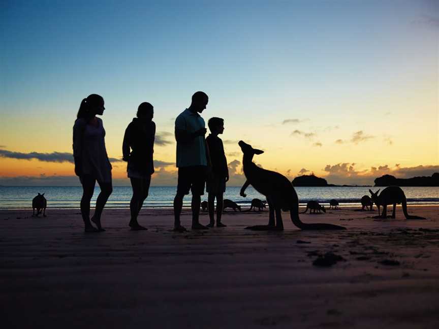 Wallabies on the Beach at Cape Hillsborough, Cape Hillsborough, QLD