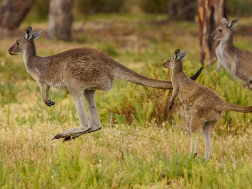 Onkaparinga River Recreation Park, Noarlunga Downs, SA