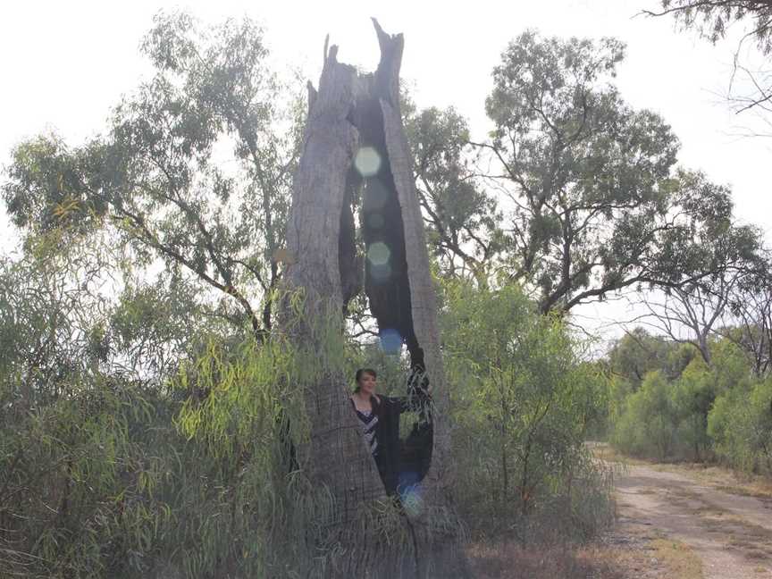 Martin Bend Wetland and Walking Trail, Berri, SA