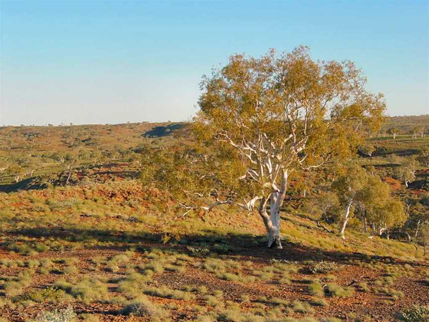 Millstream Chichester National Park, Roebourne, WA