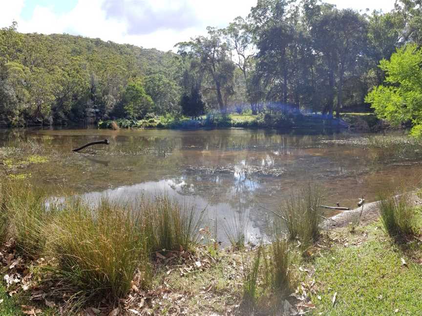 Wattle Forest picnic area, Royal National Park, NSW