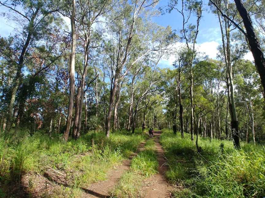 Samford Conservation Forest, Ferny Hills, QLD