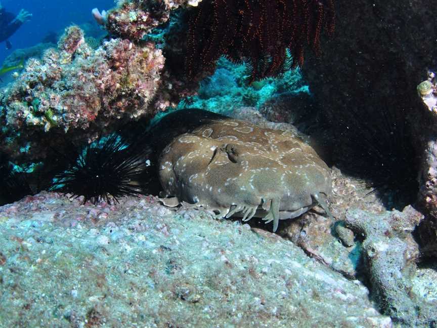 Shag Rock Dive Site, North Stradbroke Island, QLD