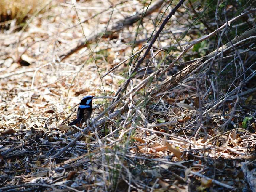 Birdwatching in the South Burnett, Kingaroy, QLD