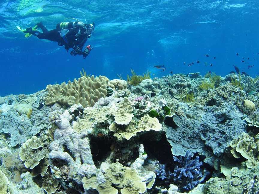 Southern Small Detached Reef Dive Site, Cairns City, QLD