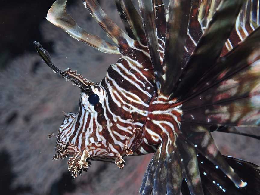 Southern Small Detached Reef Dive Site, Cairns City, QLD