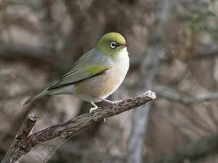 Germein Reserve, Port Macdonnell, SA