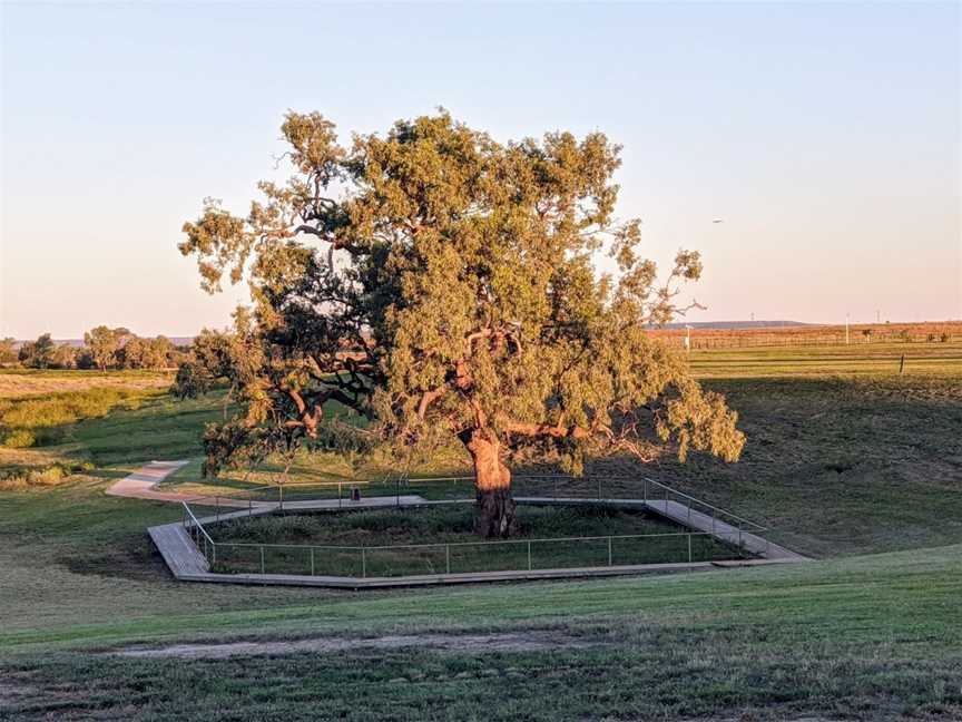 Historic Coolabah Tree, Hughenden, QLD