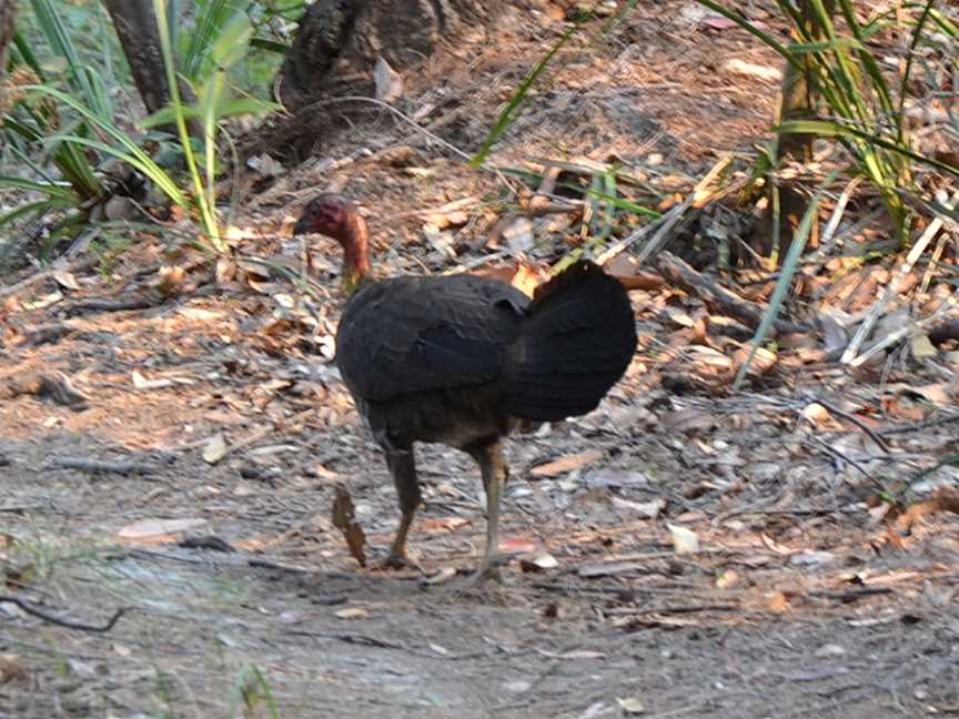 Garigal National Park, St Ives, NSW