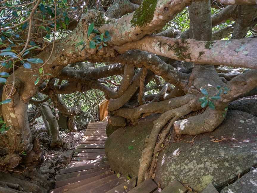 Bellbrook Farm Loop Walk, Central Tilba, NSW