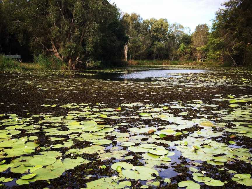 Baldwin Swamp Environmental Park, Bundaberg East, QLD