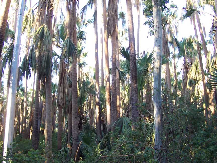 Elsey National Park, Mataranka, NT