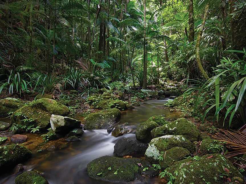 Protesters Falls Walking Track, Nightcap, NSW