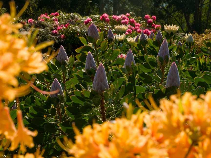 Dandenong Ranges Botanic Garden, Olinda, VIC