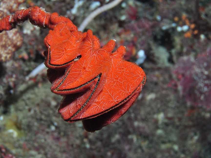 Thetford Reef Dive Site, Cairns City, QLD