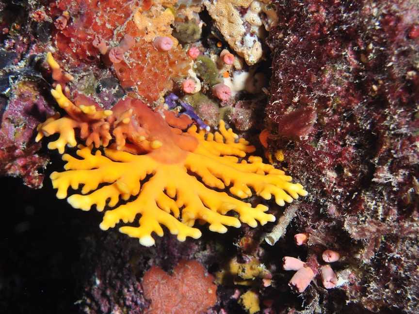 Thetford Reef Dive Site, Cairns City, QLD