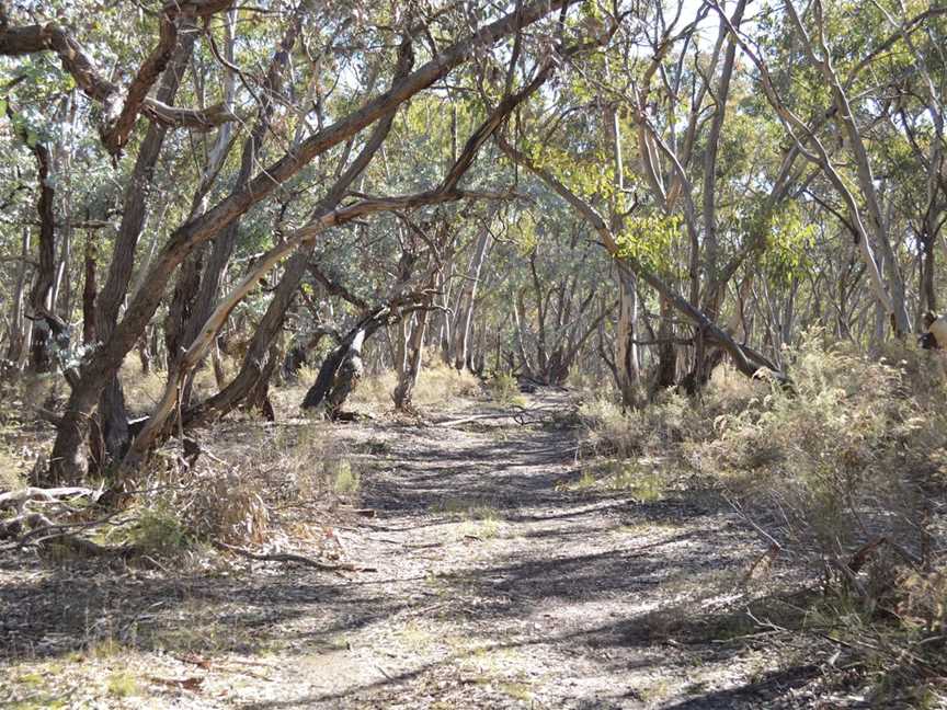 Buurree Walking Trail, Wattle Flat, NSW