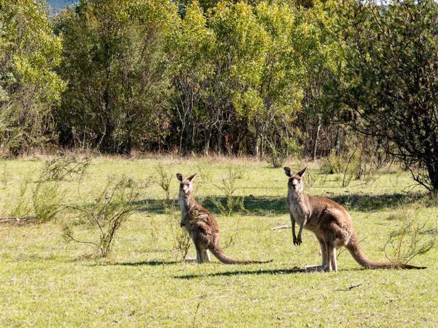 Gibraltar Peak, Paddys River, ACT