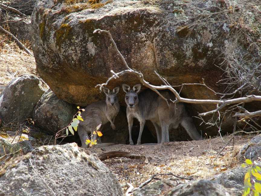 Chiltern-Mt Pilot National Park, Chiltern, VIC