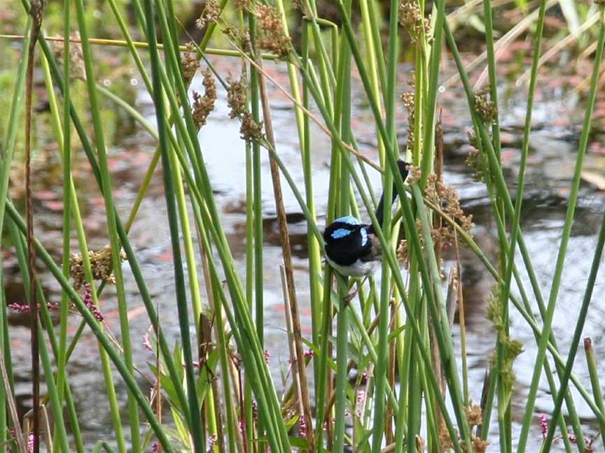 Swainsona Reserve, West Wodonga, VIC