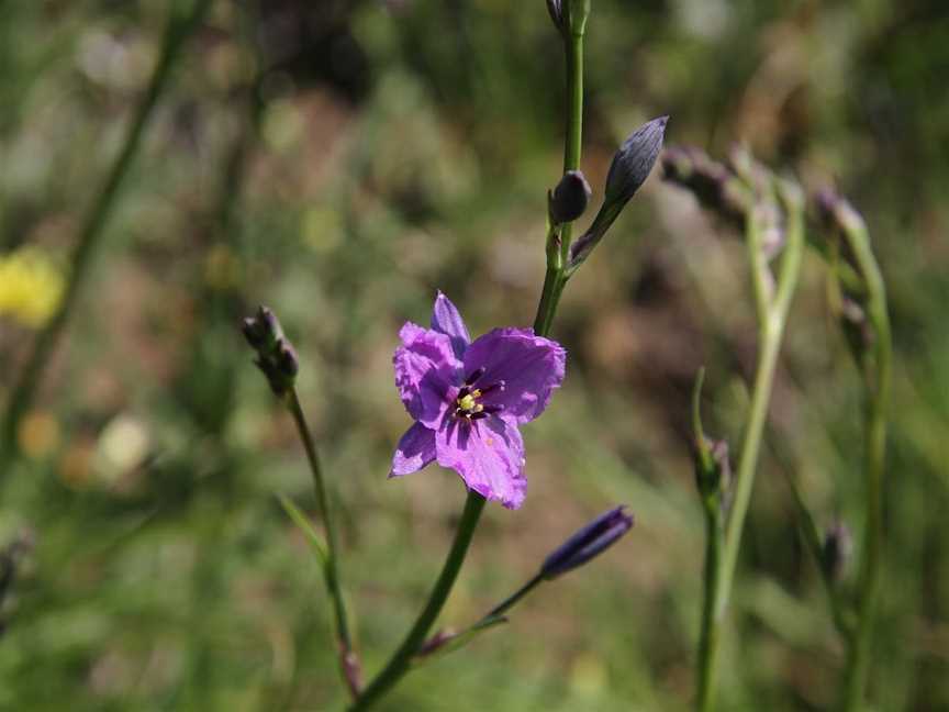 Swainsona Reserve, West Wodonga, VIC