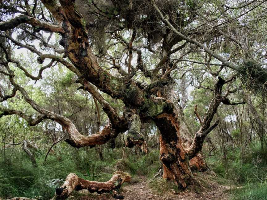 Denmark River, Denmark, WA