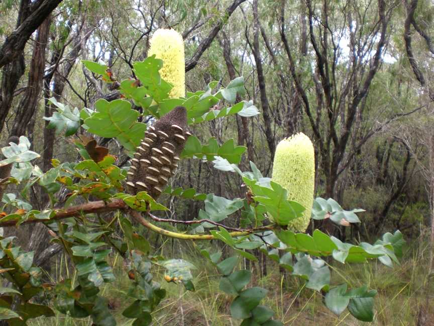 Torndirrup National Park, Albany, WA