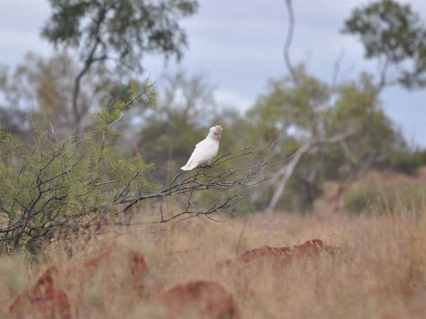 Rocky Pool, Carnarvon, WA