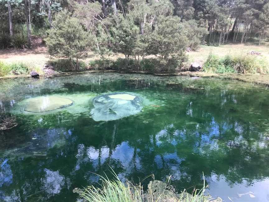 Kimberley Warm Springs, Kimberley, TAS