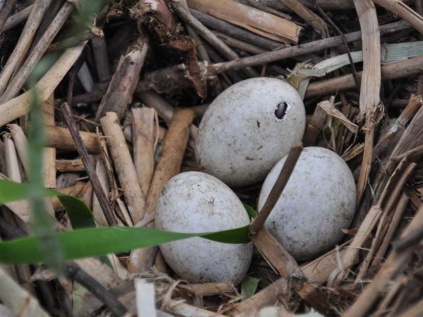 Gwydir Wetlands State Conservation Area Moree, Moree, NSW