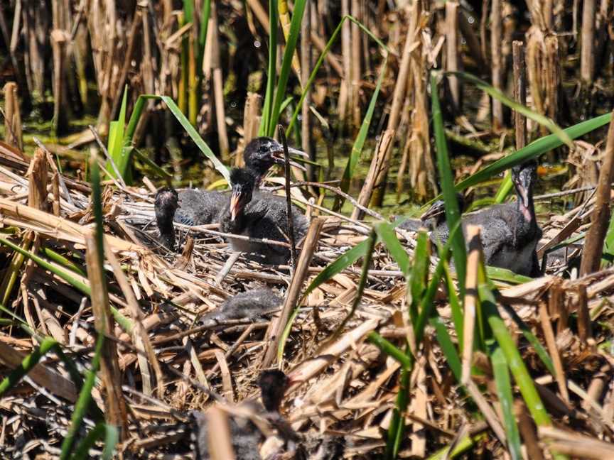 Gwydir Wetlands State Conservation Area Moree, Moree, NSW