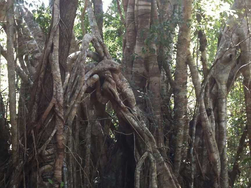 The Airlie Creek Track, Airlie Beach, QLD