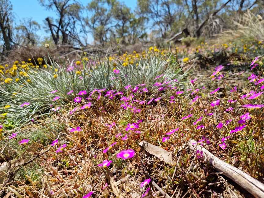 Watheroo National Park, Watheroo, WA