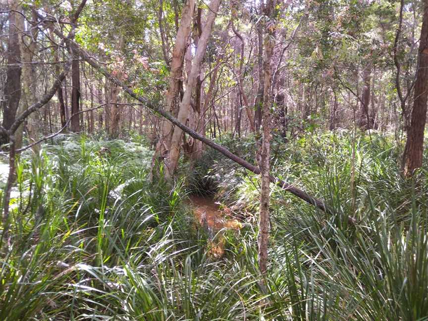 Venman Bushland National Park, Mount Cotton, QLD