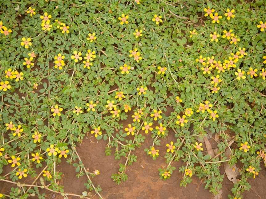 Escarpment Walk, Timber Creek, NT