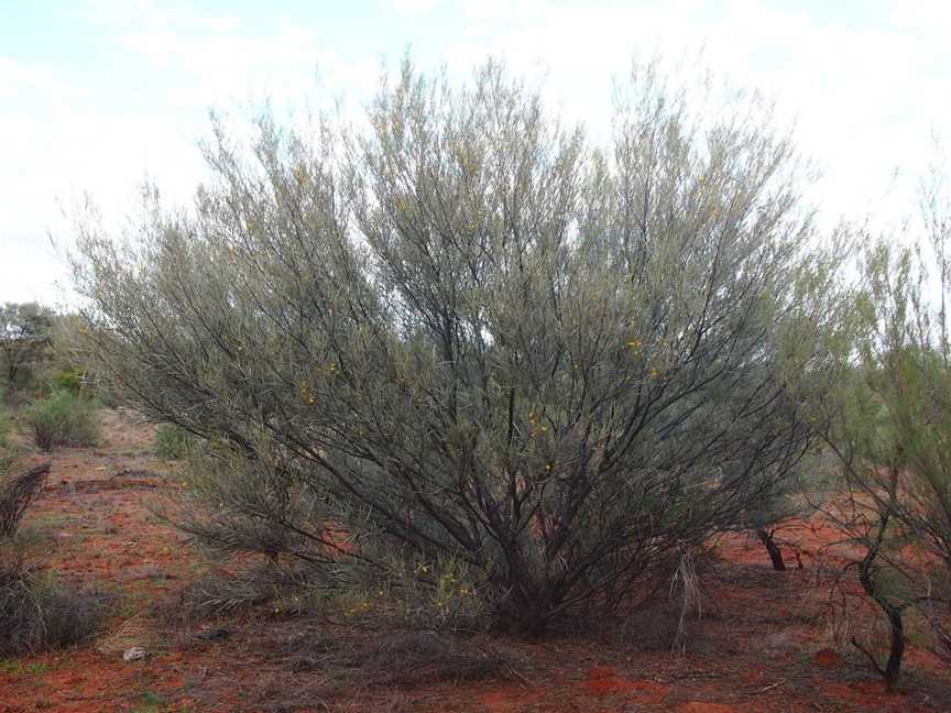 Paroo-Darling National Park, Wilcannia, NSW