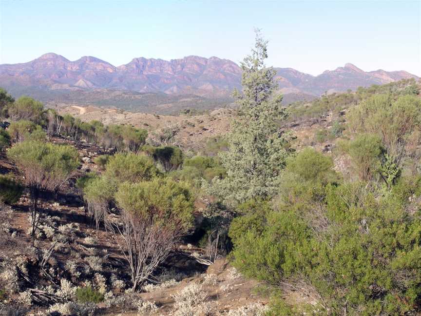 Ikara-Flinders Ranges National Park, Flinders Ranges, SA