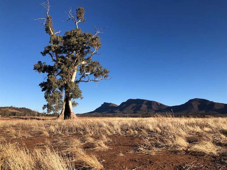 Ikara-Flinders Ranges National Park, Flinders Ranges, SA