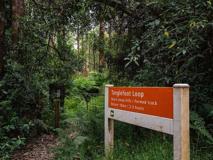 Tanglefoot Loop, Toolangi, VIC