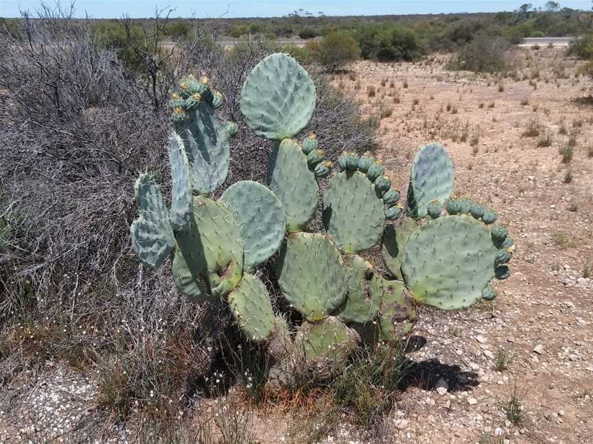 Shell Hill Reserve, Wongulla, SA