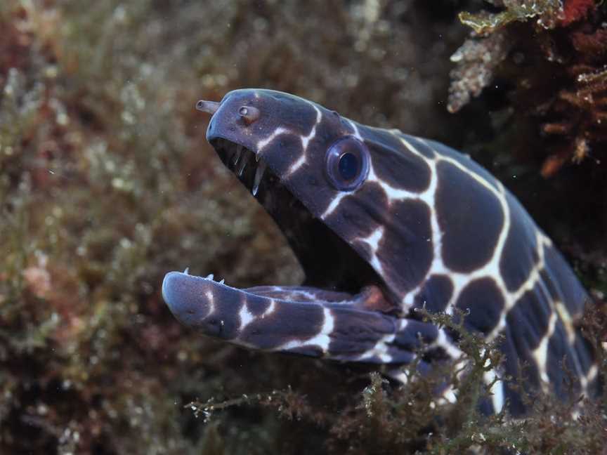 Hoffman's Rocks Dive Site, Bargara, QLD