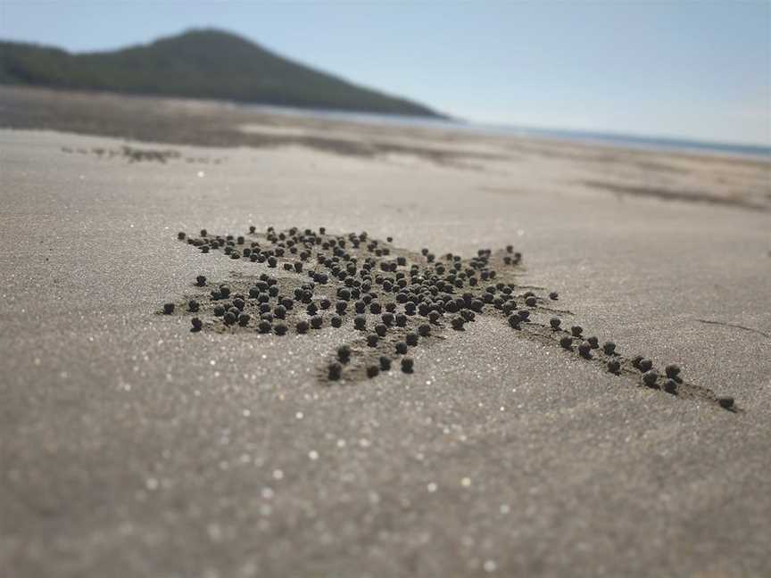 Hibiscus Coast, Cape Hillsborough, QLD