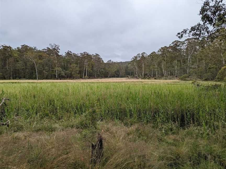 Mummel Gulf National Park, Yarrowitch, NSW