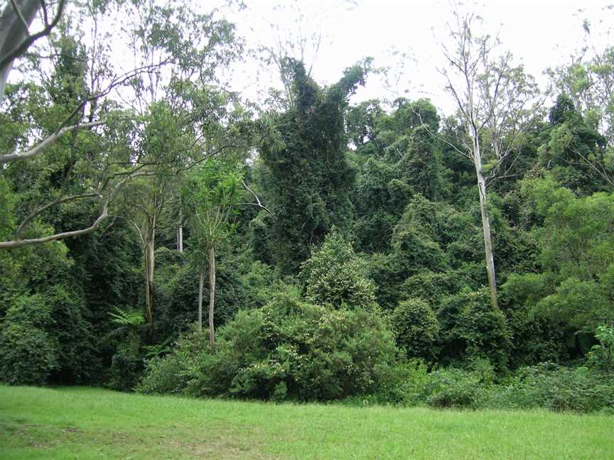 Cottan-Bimbang National Park, Yarrowitch, NSW