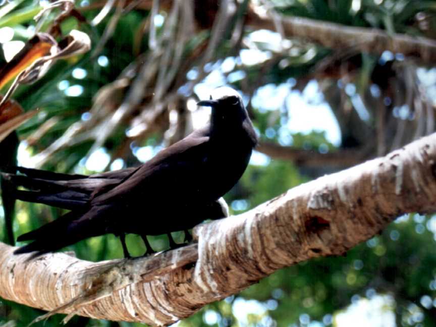 Lady Musgrave Island, Lady Musgrave Island, QLD