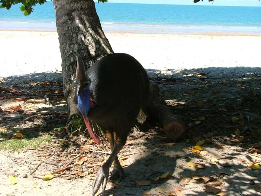 Etty Bay, Innisfail, QLD